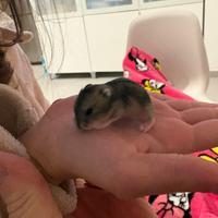 Cuccioli di criceto in pronta consegna