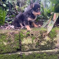 Femmina di spitz italiano