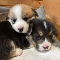 Corgi