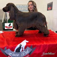 Cocker spaniel cioccolato PER MONTA