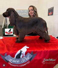 Cocker spaniel cioccolato PER MONTA