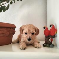 Maltipoo cuccioli