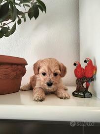 Maltipoo cuccioli