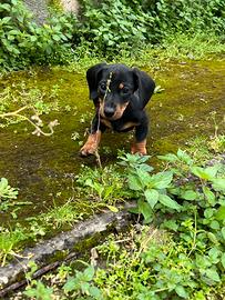 Bassotto Kaninchen Nero