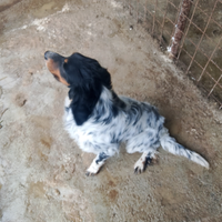 Setter inglese tricolore