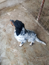 Setter inglese tricolore