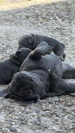 Cuccioli bulldog francese esotico
