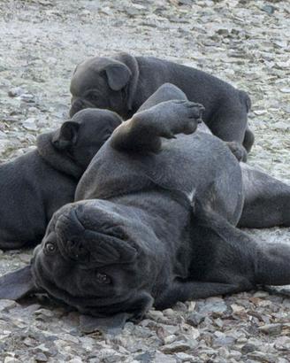 Cuccioli bulldog francese esotico