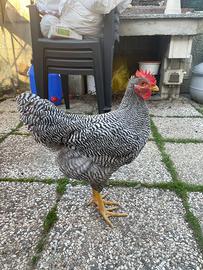 Giovane Gallo di Amrock di 4 mesi