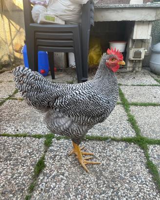 Giovane Gallo di Amrock di 4 mesi