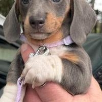 BASSOTTO NANO TEDESCO BLU - BASSOTTI NANI cuccioli