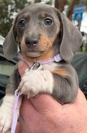 BASSOTTO NANO TEDESCO BLU - BASSOTTI NANI cuccioli