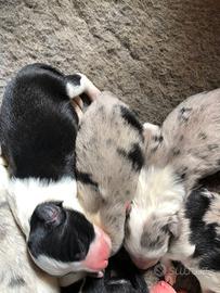 Cuccioli di border collie