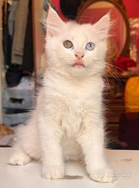 Gatto bianco con eterocromia