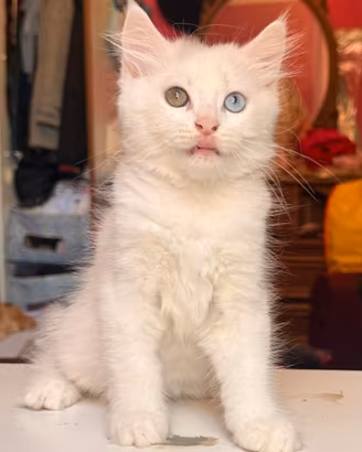 Gatto bianco con eterocromia