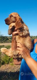 Cocker spaniel inglese pedigree fulvo