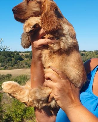 Cocker spaniel inglese pedigree fulvo
