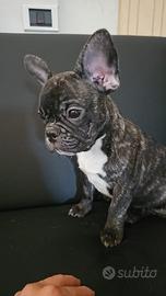 Bouledogue Francese PEDIGREE ENCI