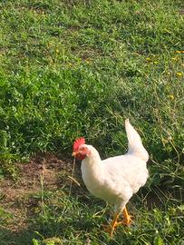 galli