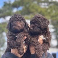Cuccioli di Lagotto Romagnolo