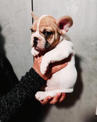 Cucciolo bulldog francese