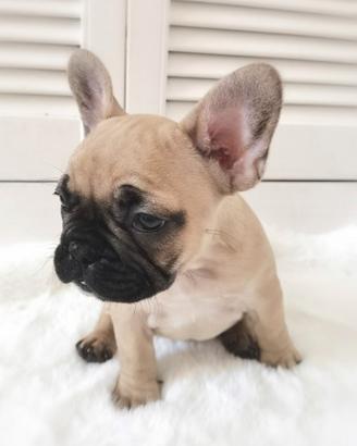 Cuccioli di bulldog francesi rossi M e F