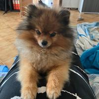 Volpino di Pomerania maschio per accoppiamento