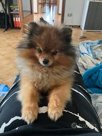 Volpino di Pomerania maschio per accoppiamento