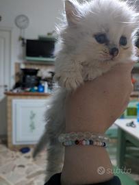 Cucciolo di persiano