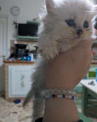 Cucciolo di persiano