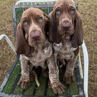 Bracco Italiano cuccioli