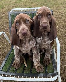 Bracco Italiano cuccioli