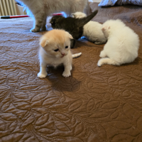 Gattini scottish fold originali