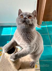 British Shorthair da riproduzione 