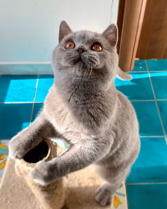 British Shorthair da riproduzione 