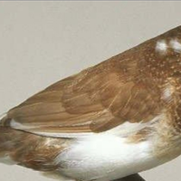 Passeri del Giappone