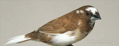 Passeri del Giappone