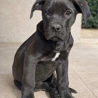 Meticce cane tipo corso femmine 3 mesi