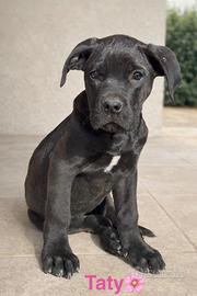 Meticce cane tipo corso femmine 3 mesi