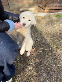 Cucciolo di pastore maremmano