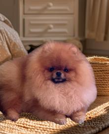 Cucciolo di Pomerania