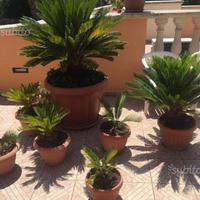 Cycas