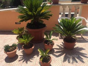 Cycas
