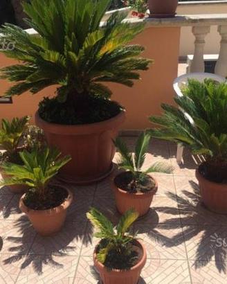 Cycas