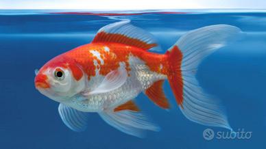 Carussius auratus