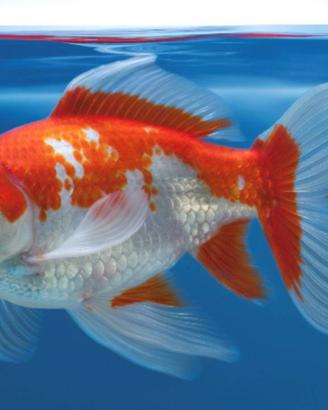 Carussius auratus