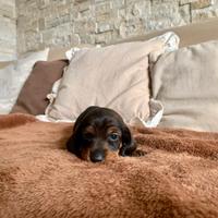 Cuccioli di bassotto