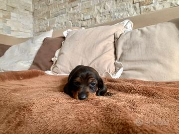 Cuccioli di bassotto