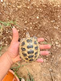 Tartarughe russe Testudo horsfieldi