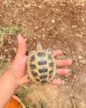 Tartarughe russe Testudo horsfieldi